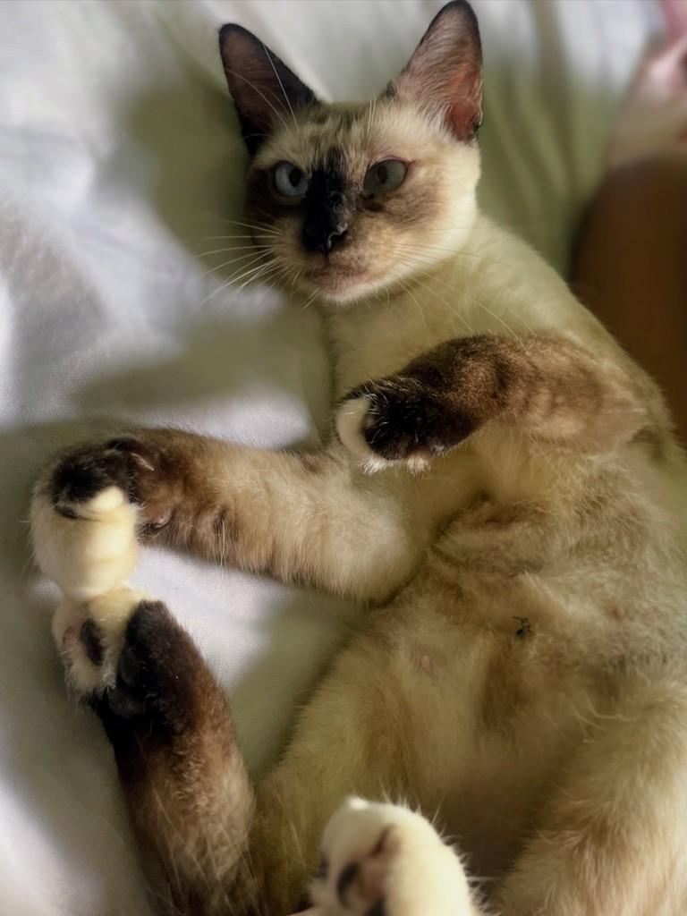 Princesa, gata de porte pequeno para adoção no Recife - PE
