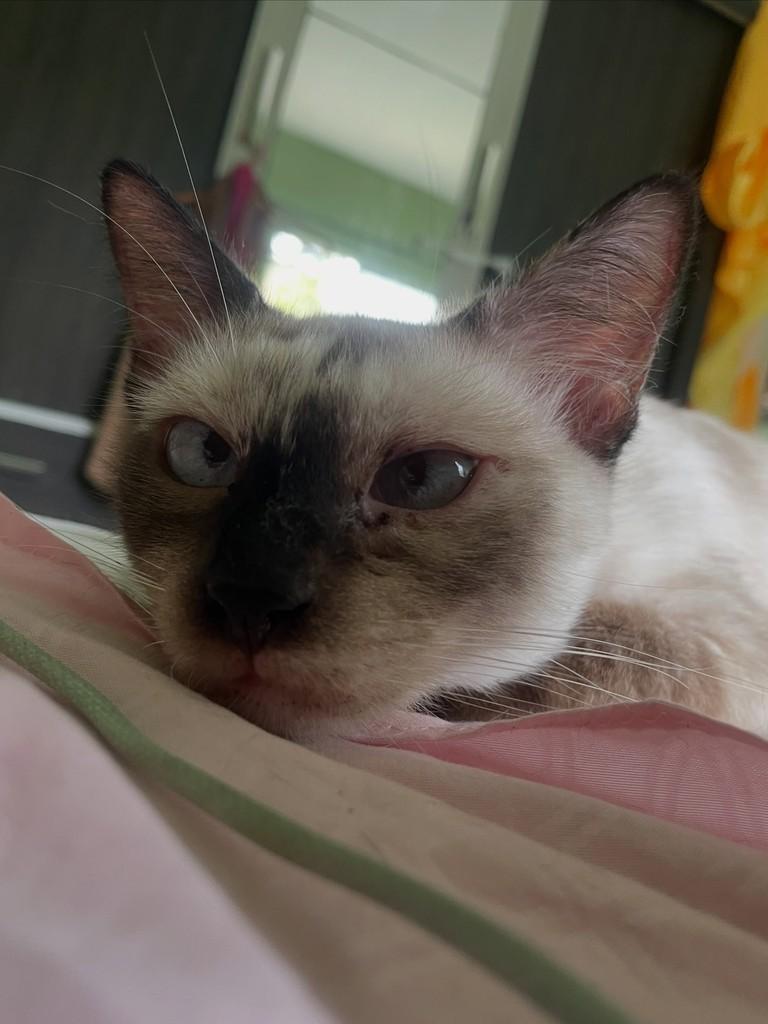 Princesa, gata de porte pequeno para adoção no Recife - PE — foto 2 de 6