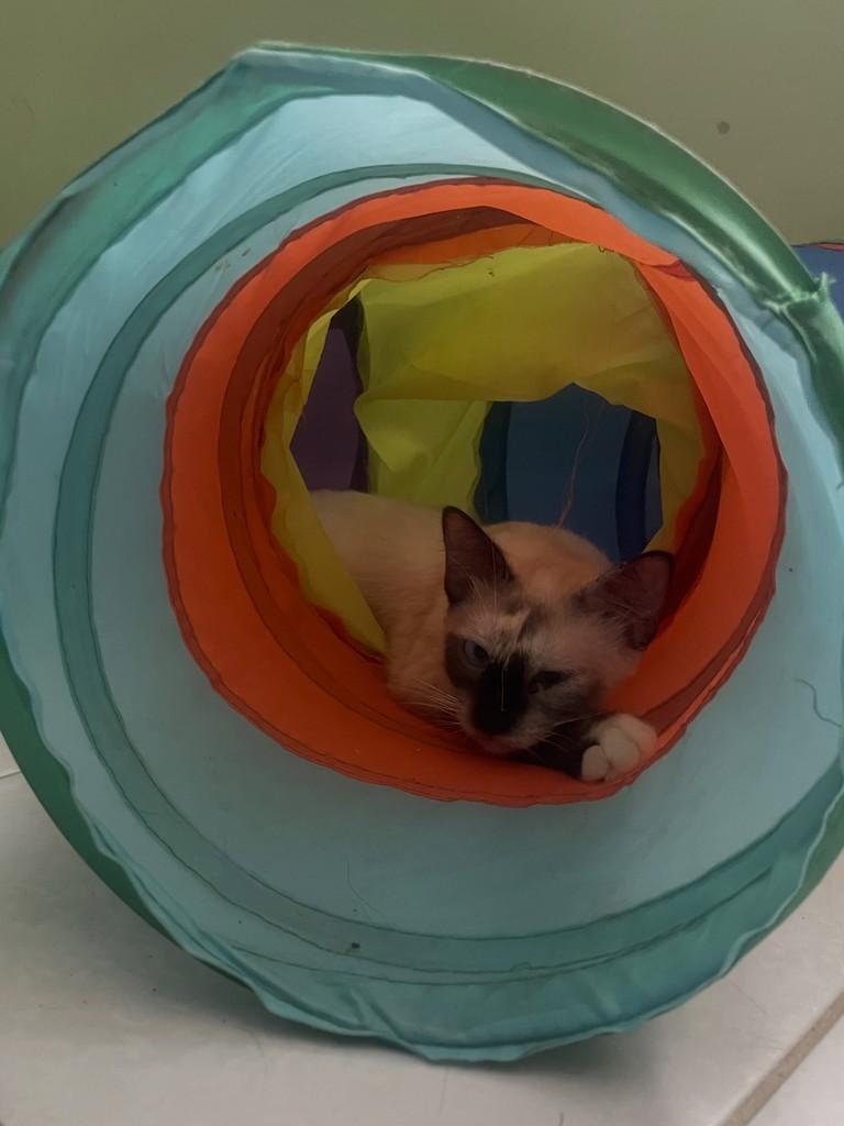 Princesa, gata de porte pequeno para adoção no Recife - PE — foto 3 de 6