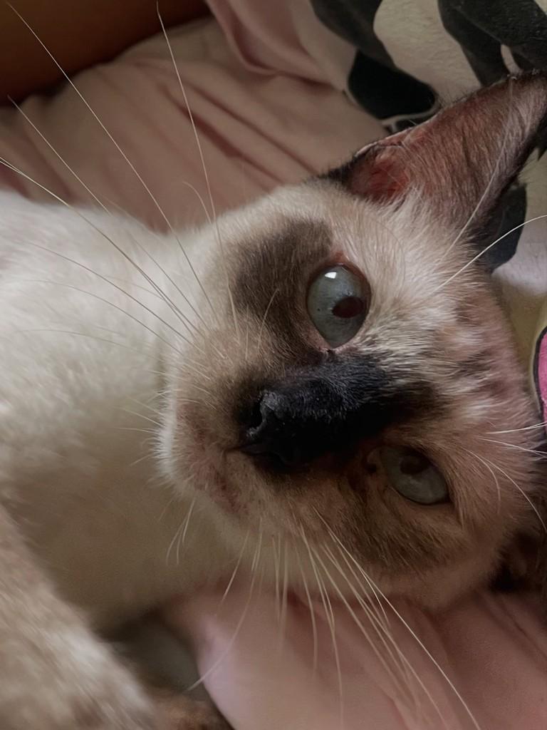 Princesa, gata de porte pequeno para adoção no Recife - PE — foto 4 de 6