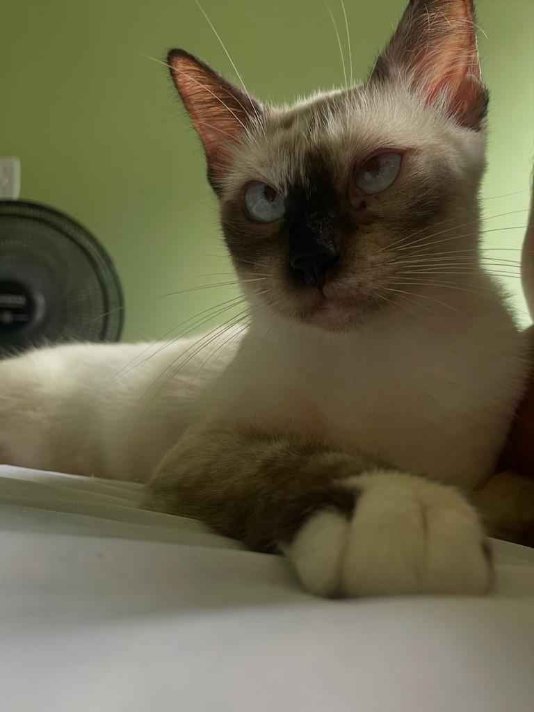 Princesa, gata de porte pequeno para adoção no Recife - PE — foto 5 de 6