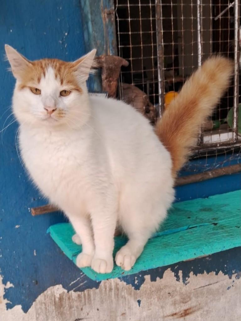 Peter, gato de porte médio para adoção no Recife - PE