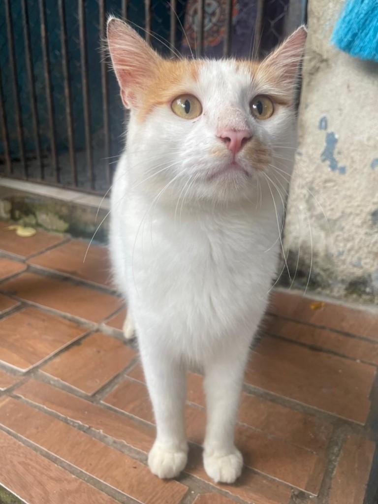 Peter, gato de porte médio para adoção no Recife - PE — foto 2 de 6