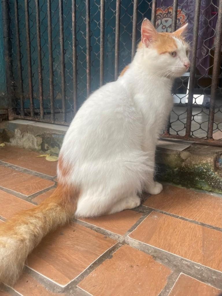Peter, gato de porte médio para adoção no Recife - PE — foto 3 de 6