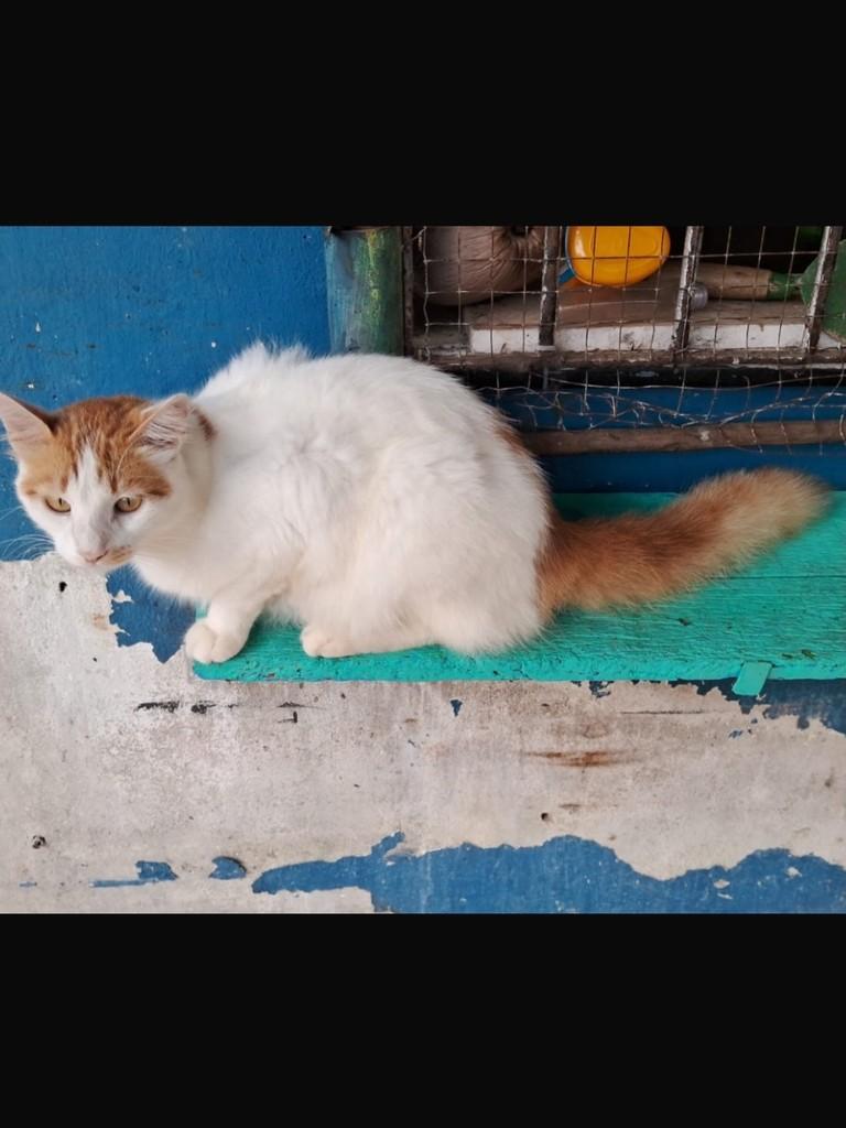 Peter, gato de porte médio para adoção no Recife - PE — foto 4 de 6
