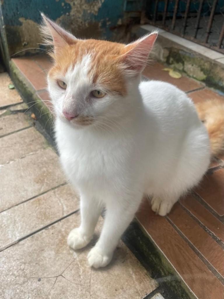 Peter, gato de porte médio para adoção no Recife - PE — foto 5 de 6