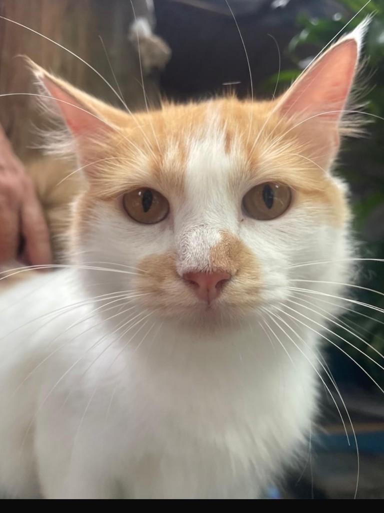 Nininha, gata de porte médio para adoção no Recife - PE