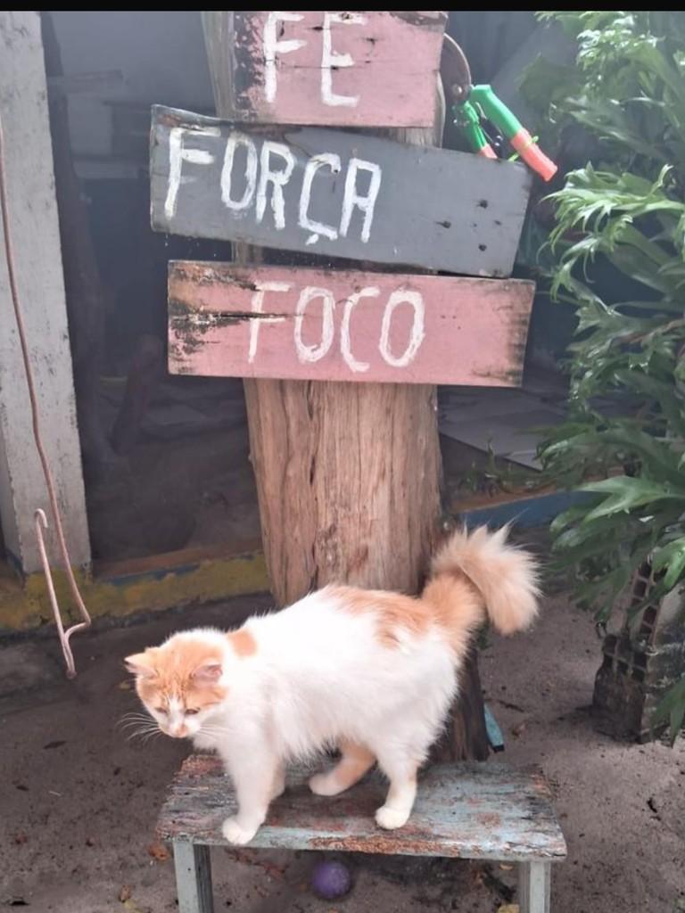 Nininha, gata de porte médio para adoção no Recife - PE — foto 2 de 7