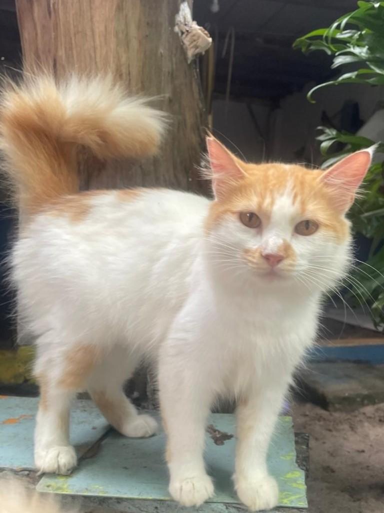 Nininha, gata de porte médio para adoção no Recife - PE — foto 3 de 7