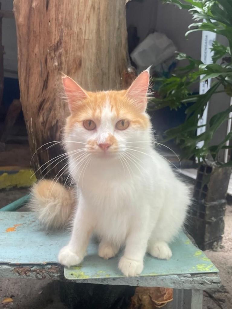Nininha, gata de porte médio para adoção no Recife - PE — foto 4 de 7