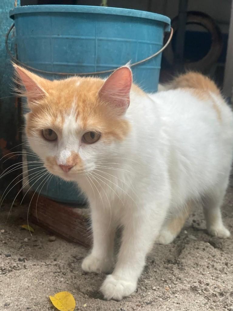 Nininha, gata de porte médio para adoção no Recife - PE — foto 5 de 7
