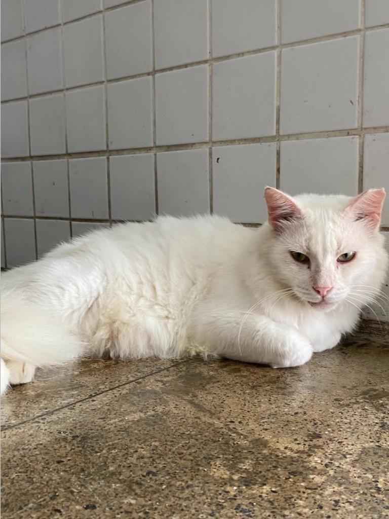 Branquinho, gato de porte médio para adoção no Recife - PE