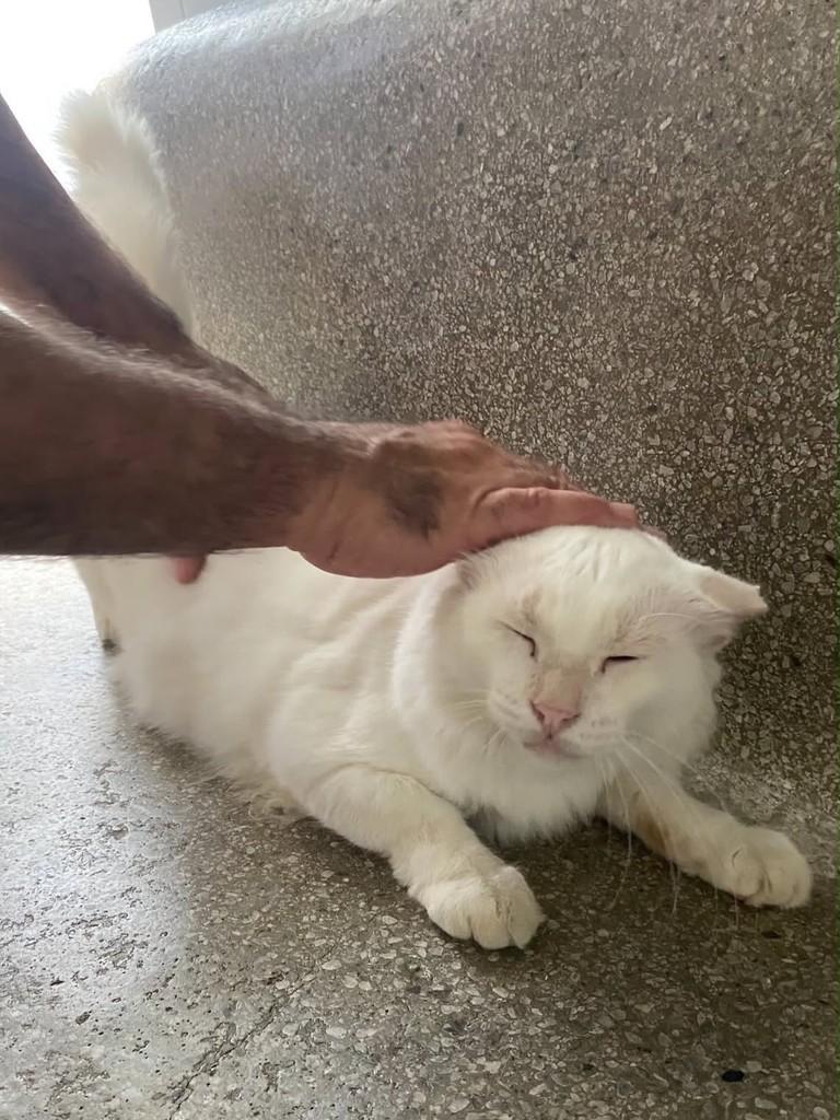 Branquinho, gato de porte médio para adoção no Recife - PE — foto 2 de 4