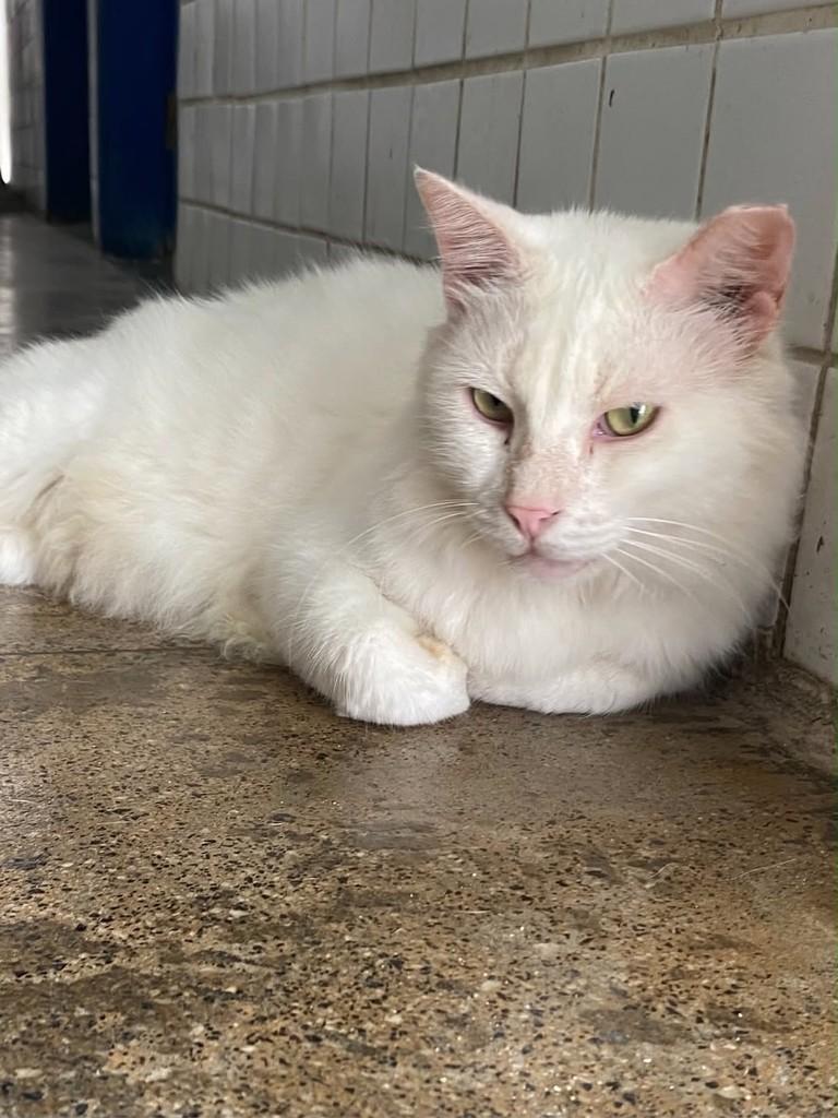 Branquinho, gato de porte médio para adoção no Recife - PE — foto 3 de 4