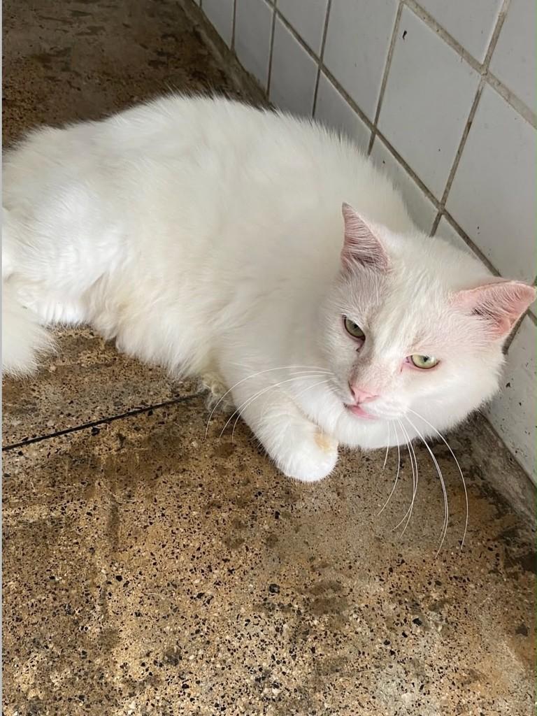 Branquinho, gato de porte médio para adoção no Recife - PE — foto 4 de 4