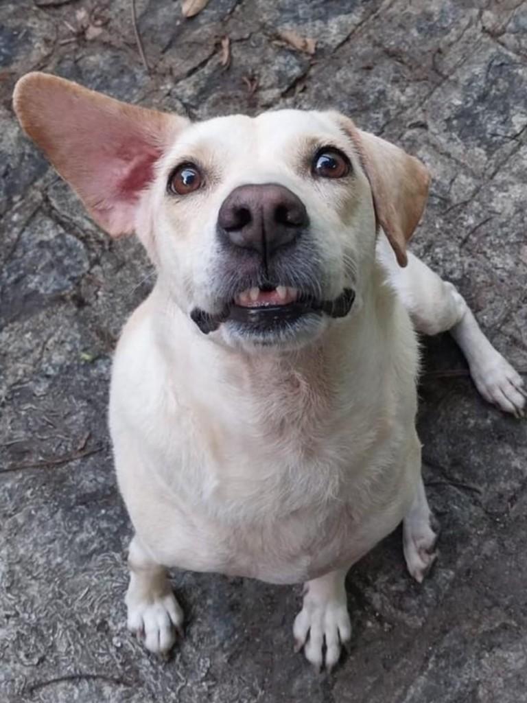 Kiara, cadela de porte pequeno para adoção no Recife - PE