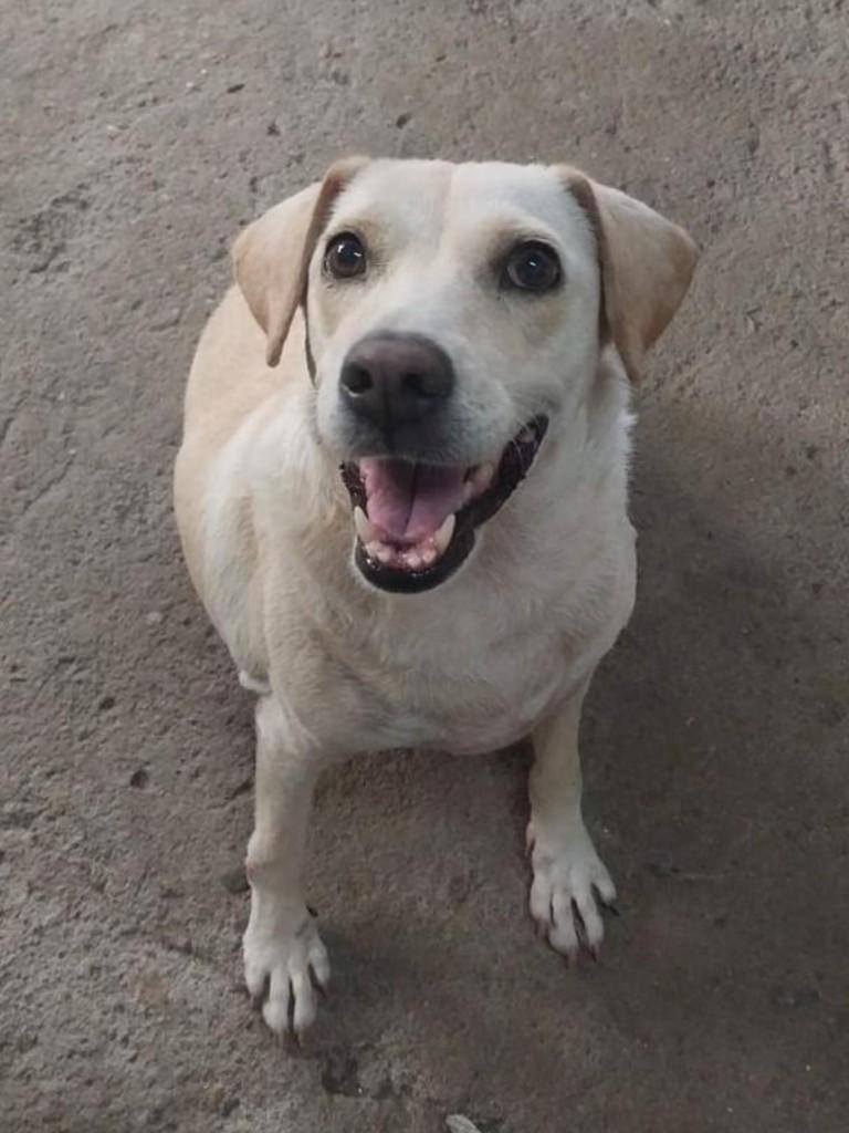 Kiara, cadela de porte pequeno para adoção no Recife - PE — foto 2 de 8