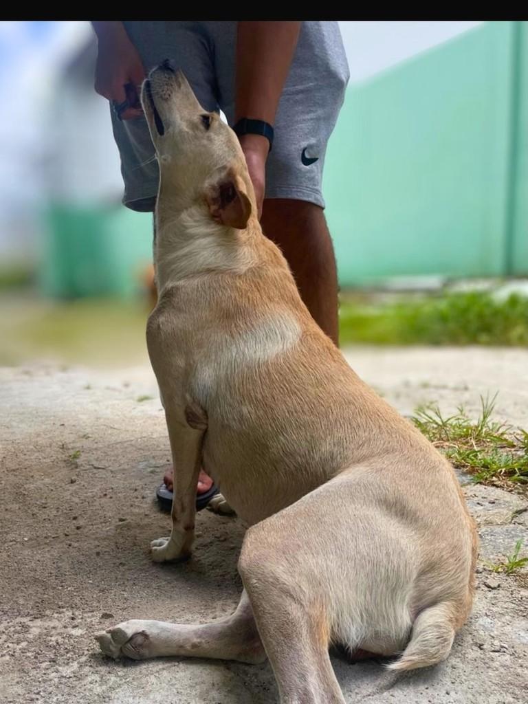 Kiara, cadela de porte pequeno para adoção no Recife - PE — foto 3 de 8
