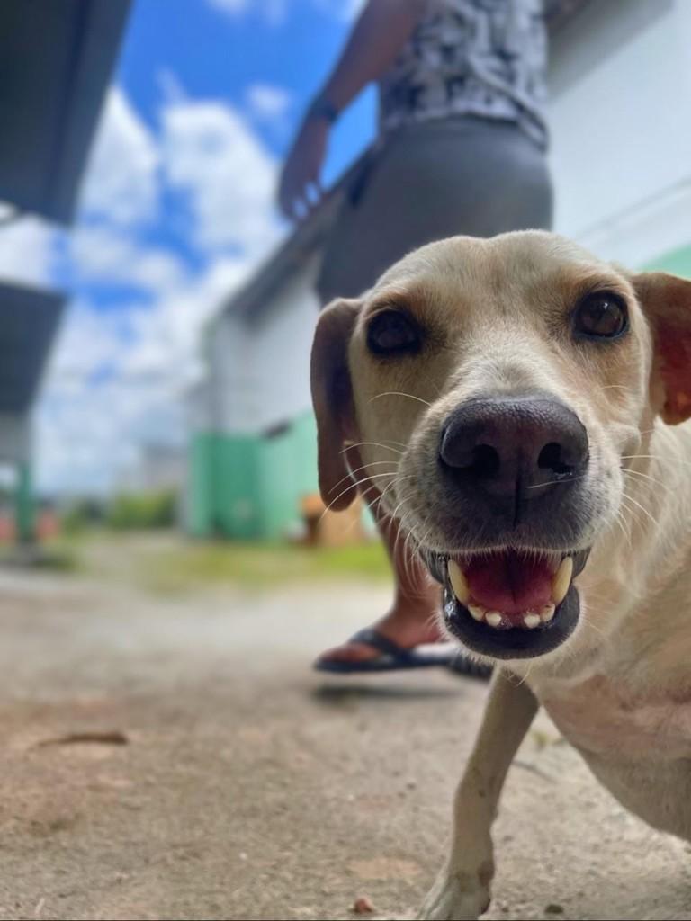 Kiara, cadela de porte pequeno para adoção no Recife - PE — foto 4 de 8