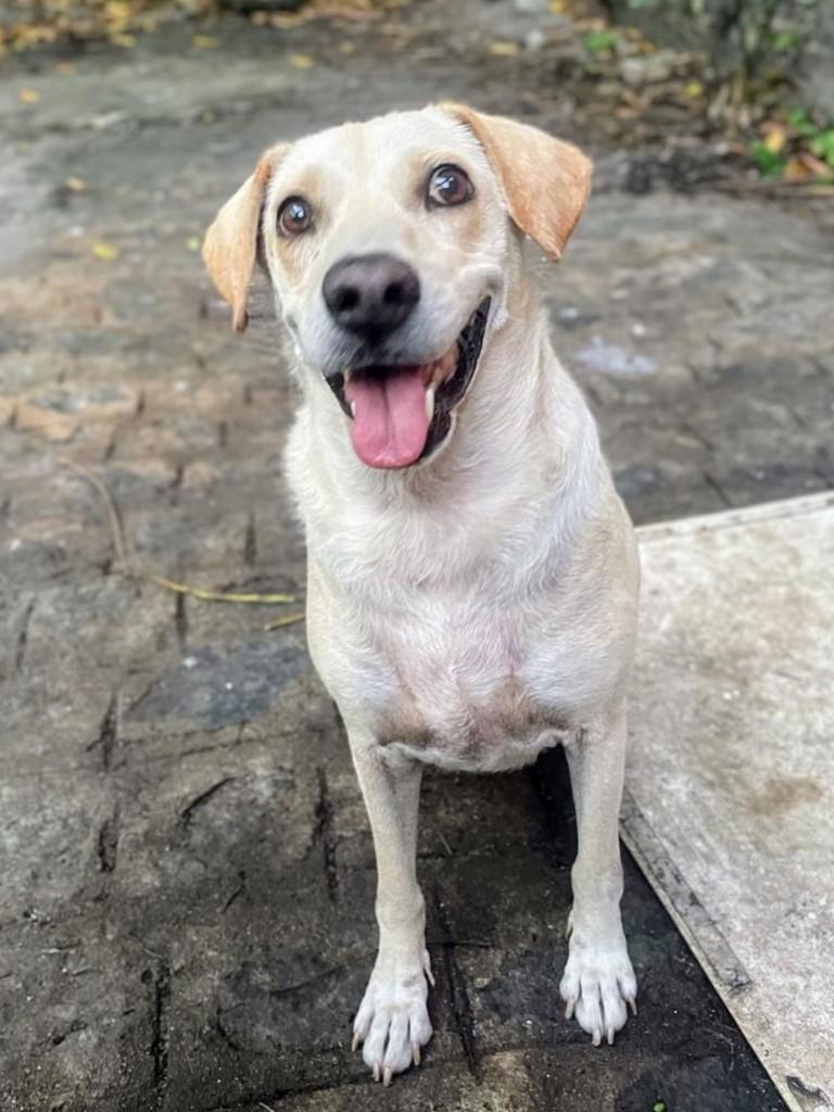 Kiara, cadela de porte pequeno para adoção no Recife - PE — foto 5 de 8