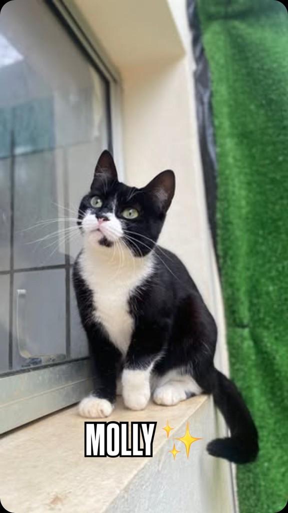 Molly, gato de porte médio para adoção em Botucatu - SP