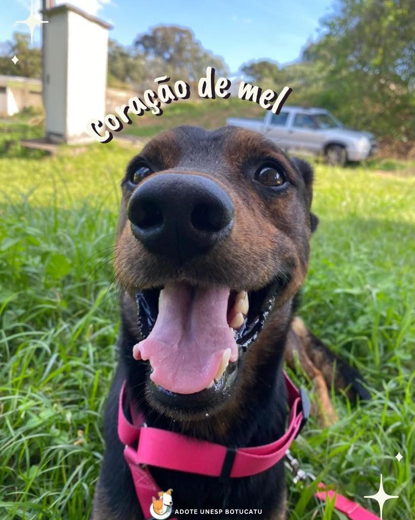 Chico, cachorro de porte pequeno para adoção em Botucatu - SP