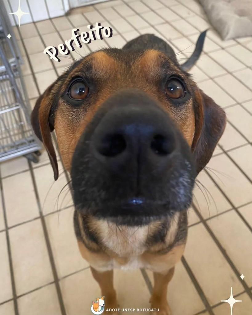 Bento, cachorro de porte médio para adoção em Botucatu - SP