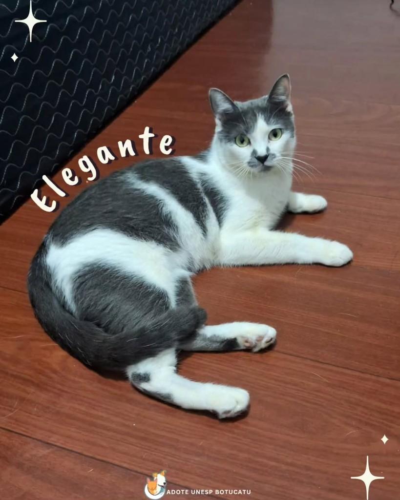 Baunilha, gata para adoção em Botucatu - SP