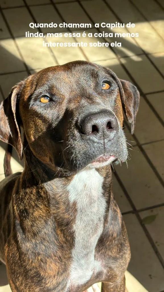 Capitu, cadela de porte médio para adoção em Botucatu - SP