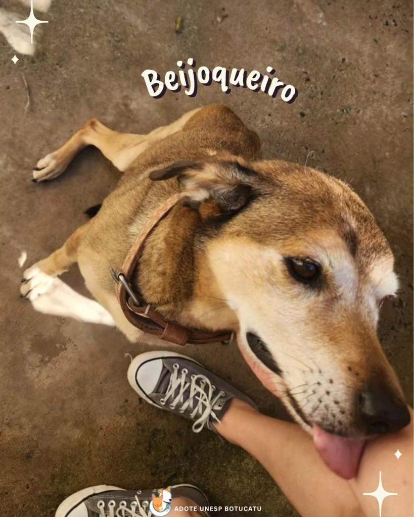Perneta, cachorro de porte médio para adoção em Botucatu - SP