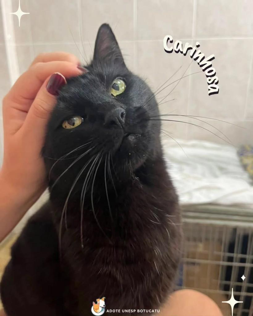 Lua, gata para adoção em Botucatu - SP