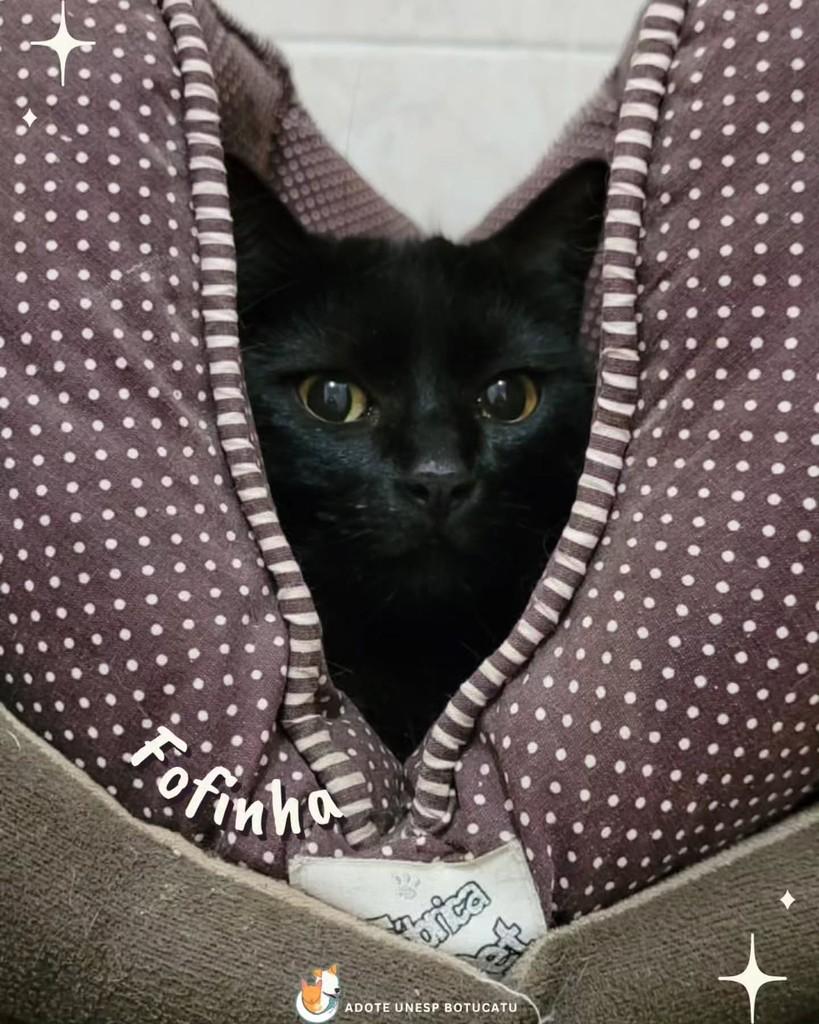 Lua, gata para adoção em Botucatu - SP — foto 2 de 4