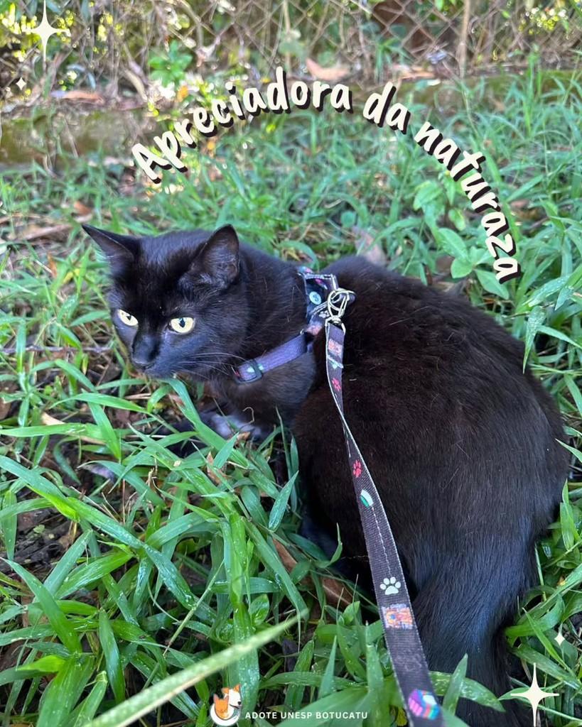 Lua, gata para adoção em Botucatu - SP — foto 4 de 4