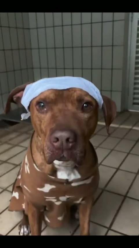 Alpino, cachorro de porte médio para adoção em Botucatu - SP