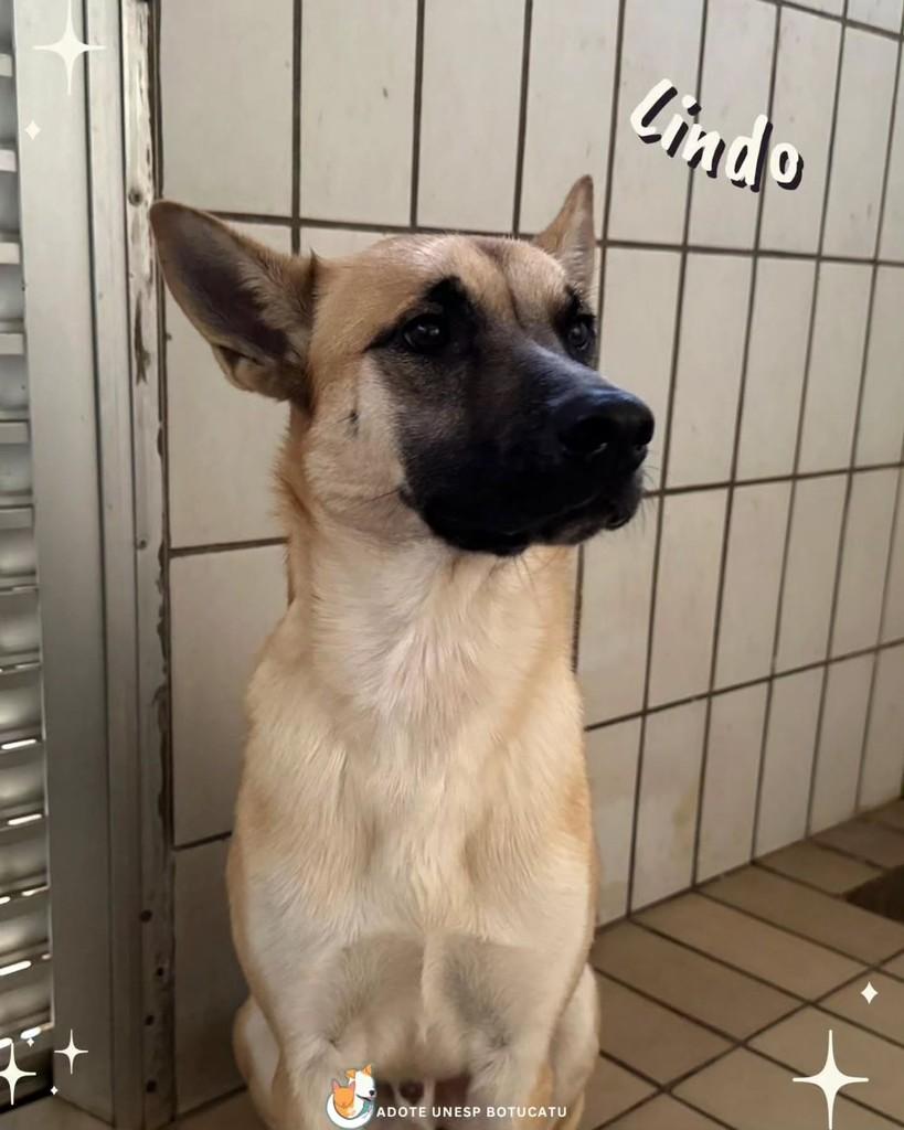 Max, cachorro de porte grande para adoção em Botucatu - SP