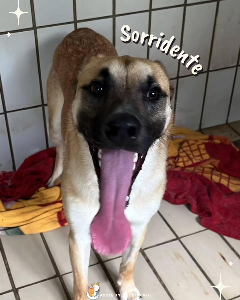 Max, cachorro de porte grande para adoção em Botucatu - SP — foto 2 de 2