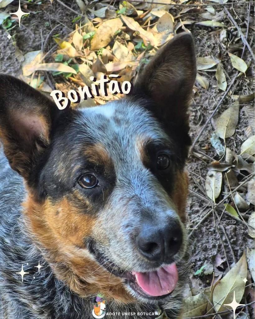 Shelby, cachorro de porte grande para adoção em Botucatu - SP