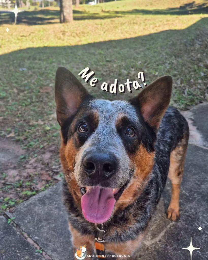 Shelby, cachorro de porte grande para adoção em Botucatu - SP — foto 2 de 3