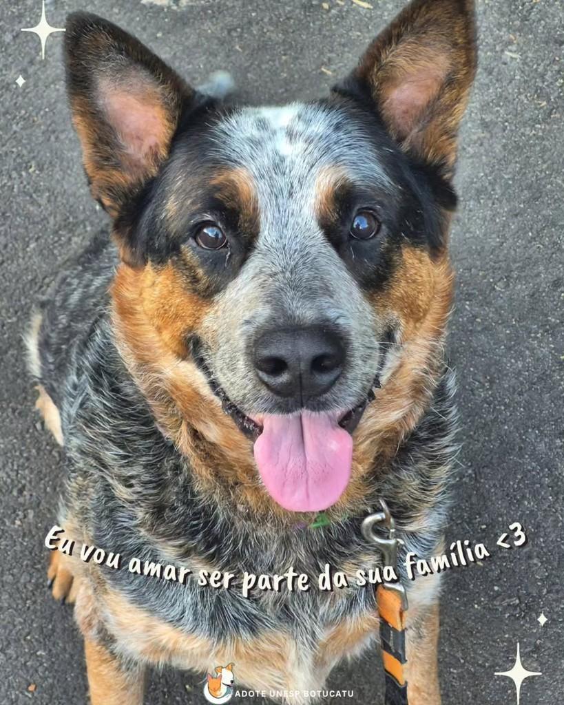 Shelby, cachorro de porte grande para adoção em Botucatu - SP — foto 3 de 3