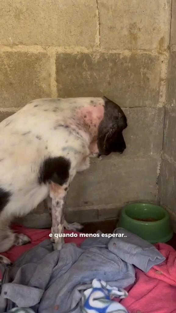 Charlo, cachorro de porte médio para adoção em Curitiba - PR
