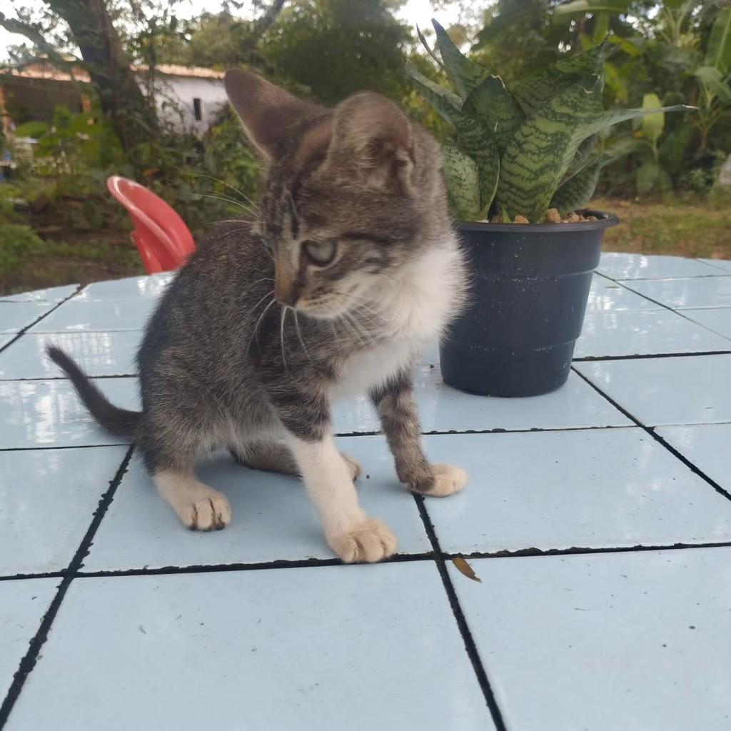 Bolinha, gato de porte pequeno para adoção em Horizonte - CE