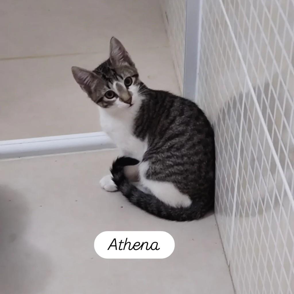 Irmã do Lucca, gato de porte pequeno para adoção em Teresópolis - RJ