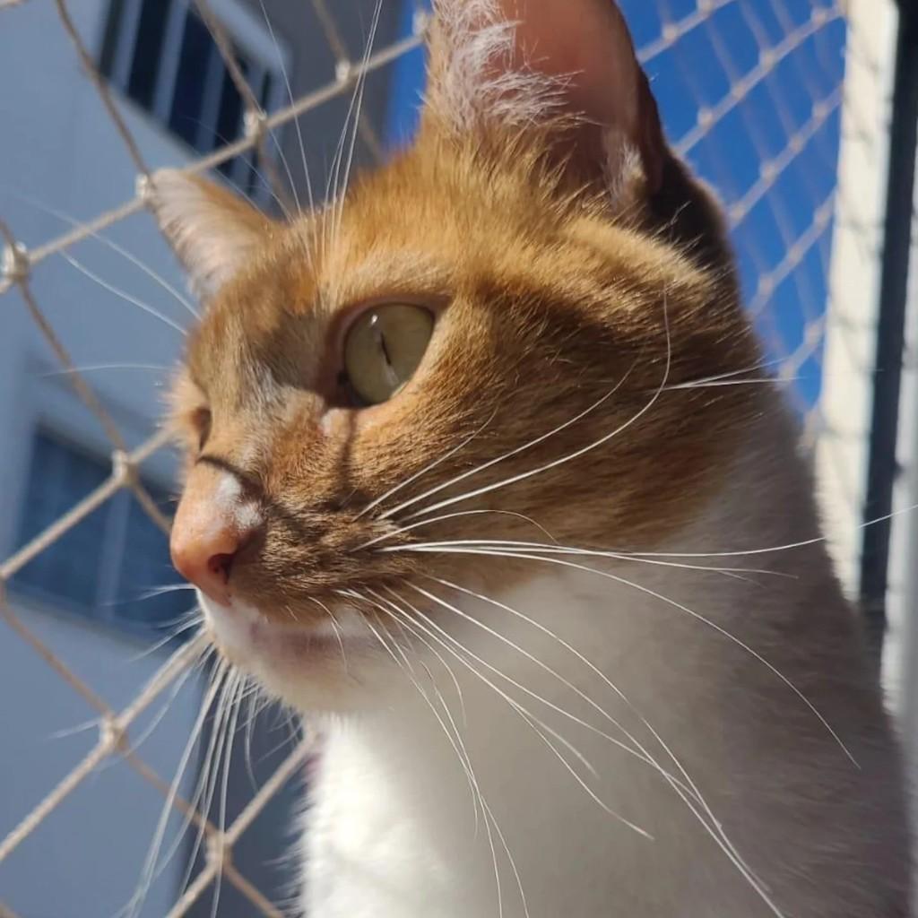 Narciso, gato para adoção em Encantado - RS