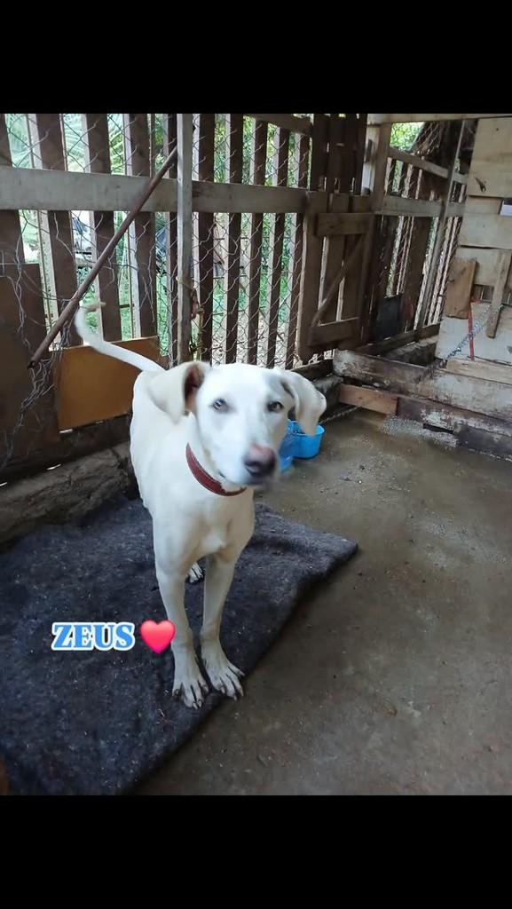 Zeus, cachorro de porte grande para adoção em Encantado - RS