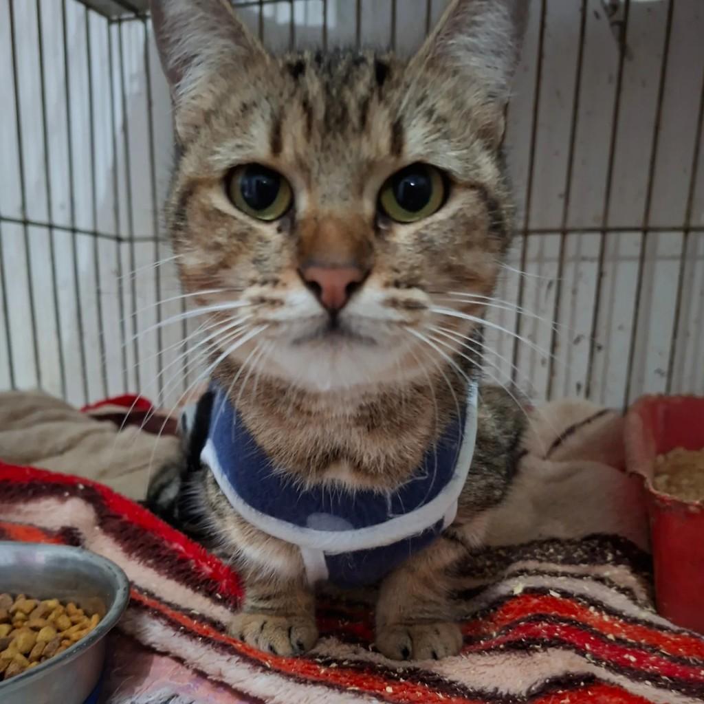 Teresa, gato de porte pequeno para adoção em Encantado - RS