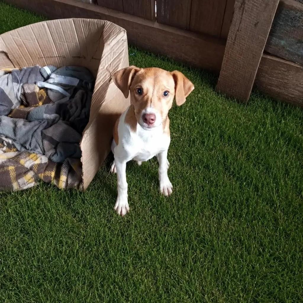 Mesclado, cachorro de porte pequeno para adoção em Encantado - RS