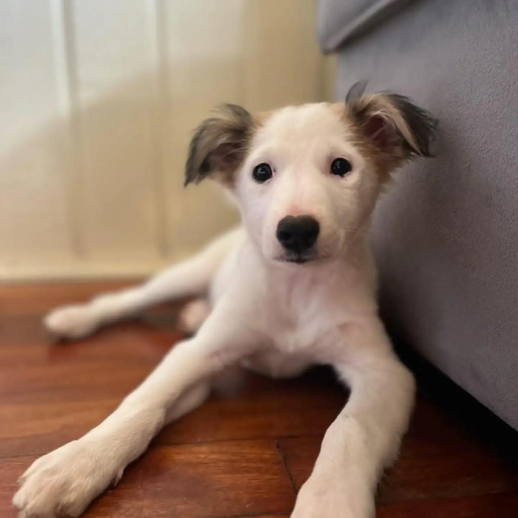 Menina💖, cadela de porte pequeno para adoção em Encantado - RS