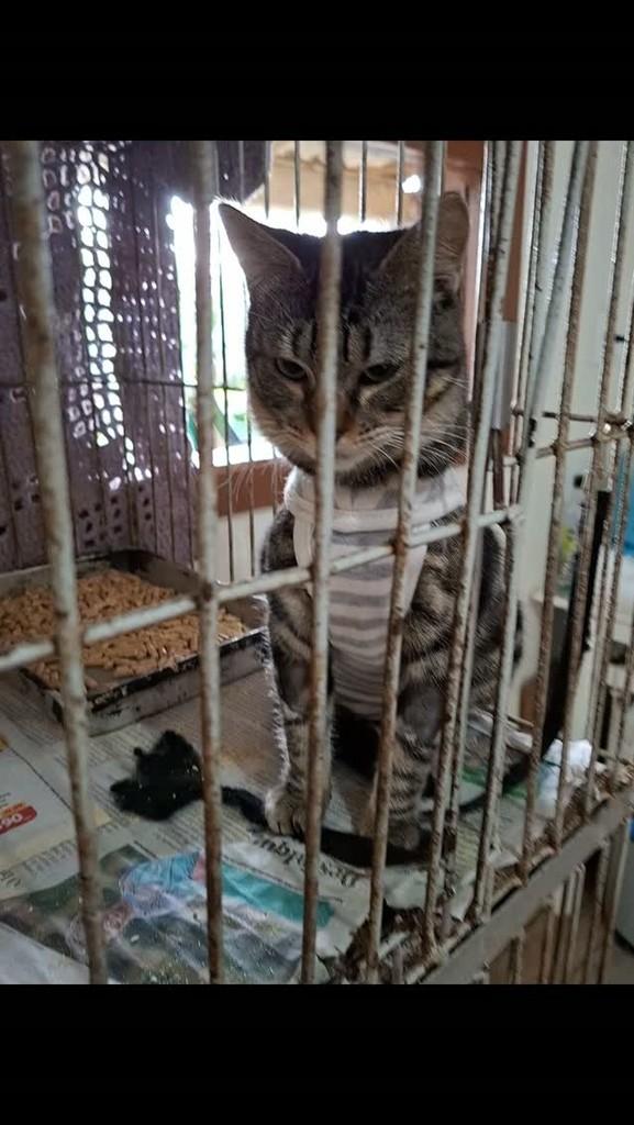 Bia, gata de porte pequeno para adoção em Encantado - RS