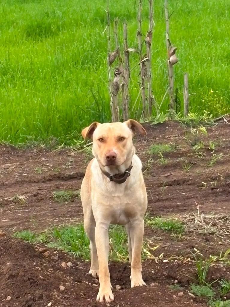 Thor, cachorro de porte grande para adoção em Encantado - RS