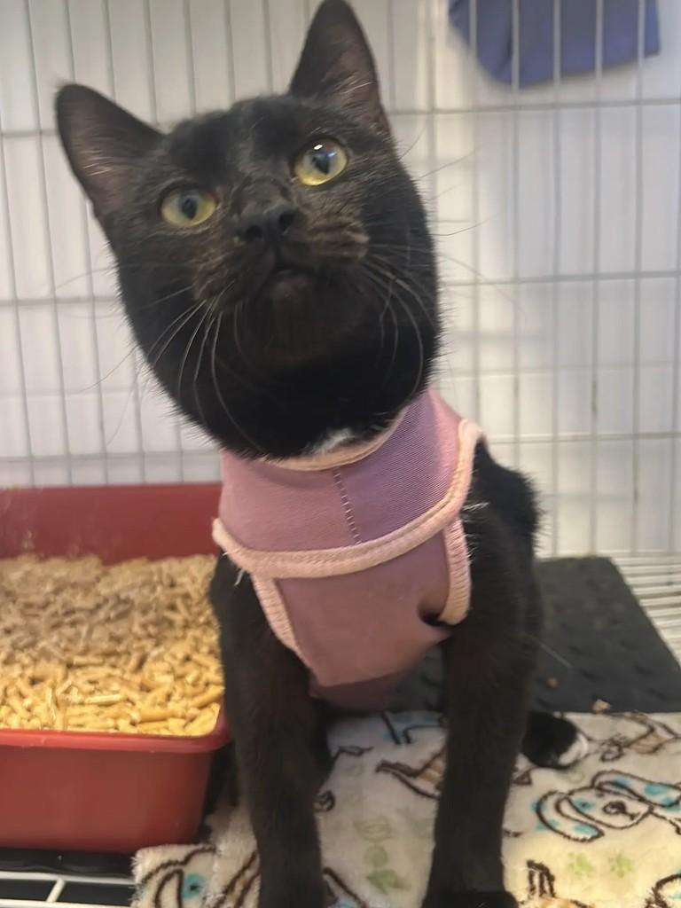 Cacau, gata de porte pequeno para adoção em Encantado - RS
